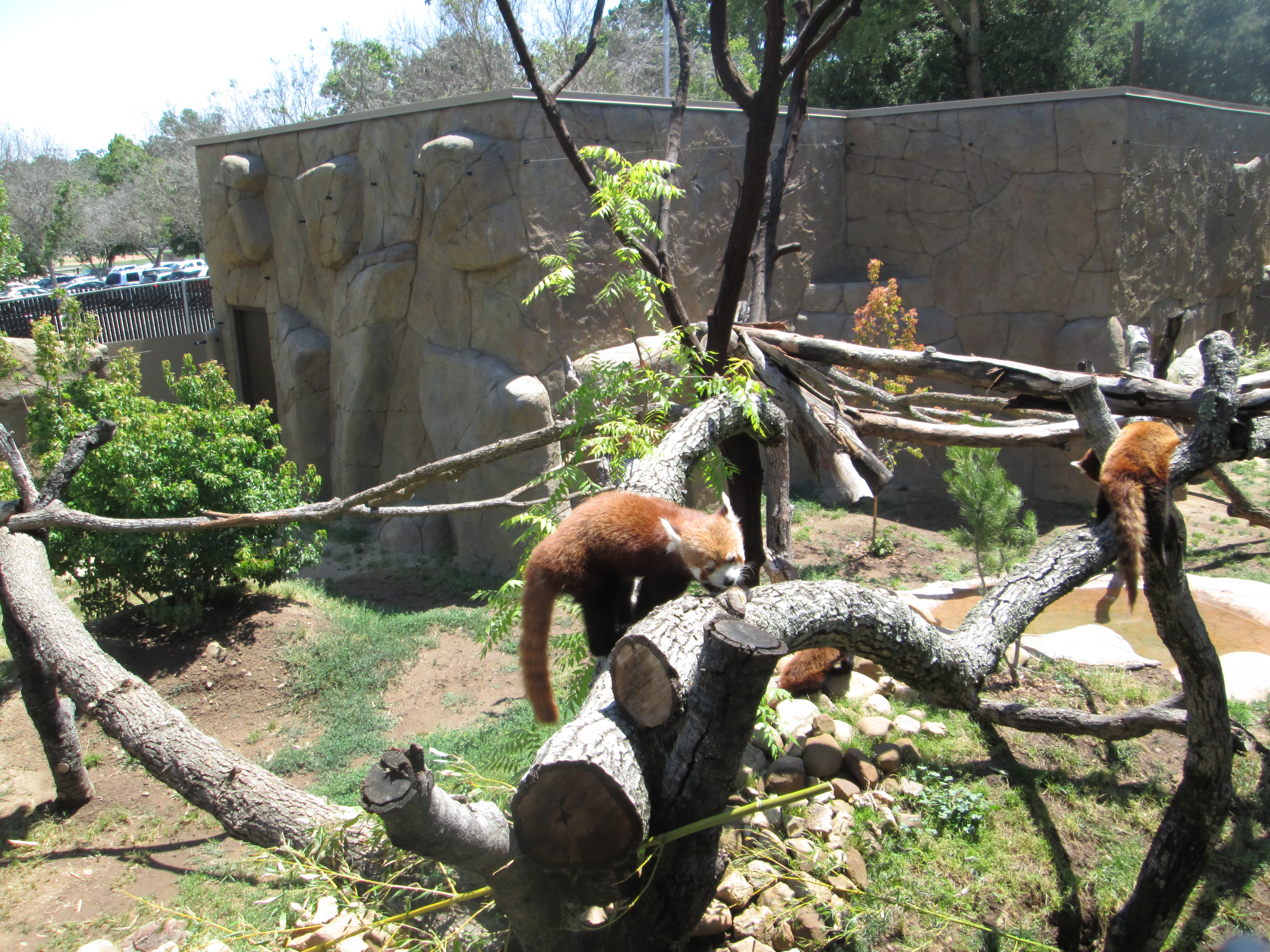 Red Pandas at the Zoo