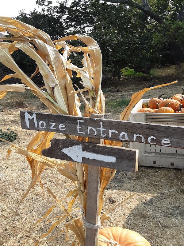 Corn Mazes in San Luis Obispo