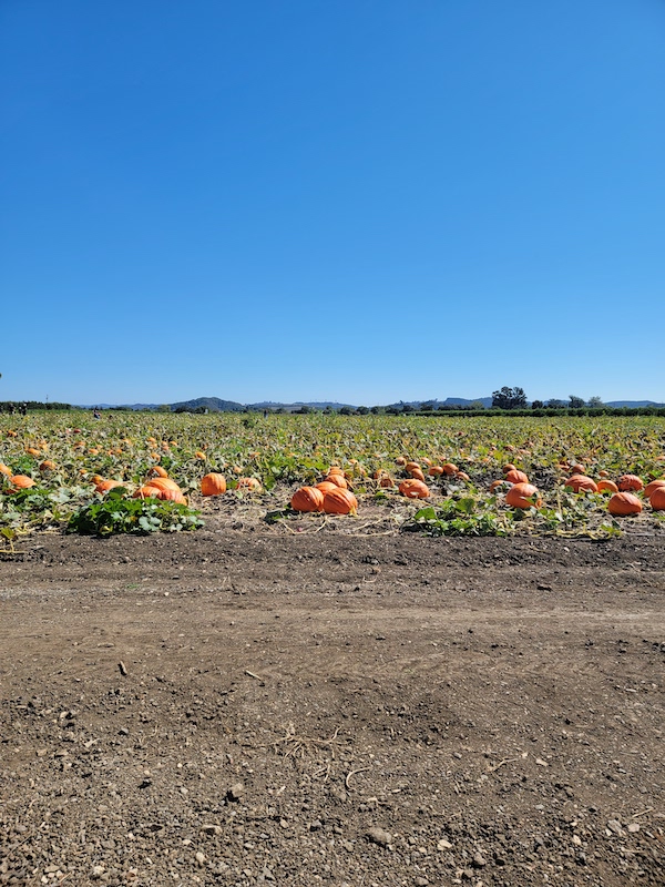 Pumpkin Patches and Trick or Treating in San Luis Obisopo County